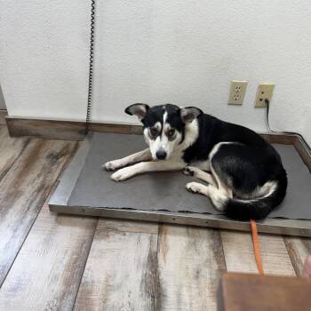 Mickey -  Siberian Husky and Border Collie Dog for Adoption in Asher, Oklahoma - Mickey | PetCurious