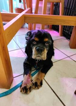 Cocker Spaniel Dogs Available for Adoption in Wheaton, Illinois - Ralphie | PetCurious