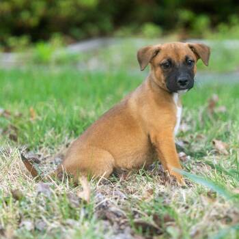 Fawn -  Terrier and Chihuahua Dog for Adoption in Wake Forest, North Carolina - Fawn | PetCurious