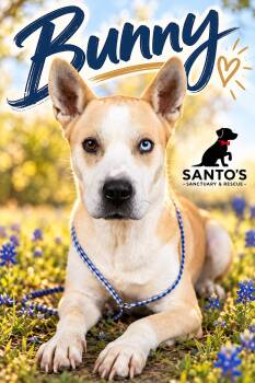 Bunny -  Carolina Dog and Pit Bull Terrier Dog for Adoption in Houston, Texas - Bunny | PetCurious
