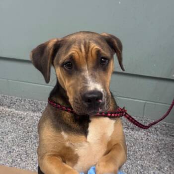 Hound and Mixed Breed Dogs Available for Adoption in Greenville, South Carolina - Jessie | PetCurious