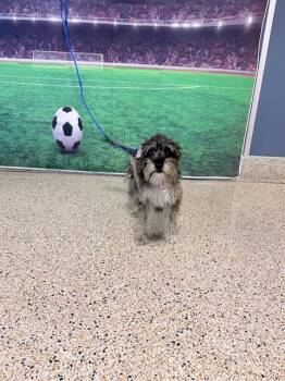 RINI -  Schnauzer Dog for Adoption in Doral, Florida - RINI | PetCurious