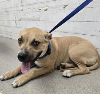 JESSIE -  Pit Bull Terrier and Mixed Breed Dog for Adoption in San Bernardino, California - JESSIE | PetCurious