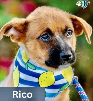 Rico -  Labrador Retriever and Shepherd Dog for Adoption in Orlando, Florida - Rico | PetCurious