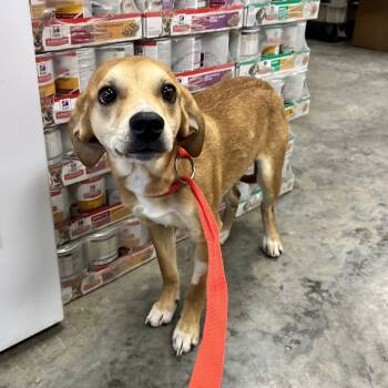 Rescue Feist and Mixed Breed Dogs for Adoption in Milan, Pennsylvania - Sleep Token | PetCurious