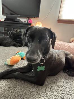 Black Labrador Retriever Dogs Available for Adoption in Springville, New York - Yuki | PetCurious