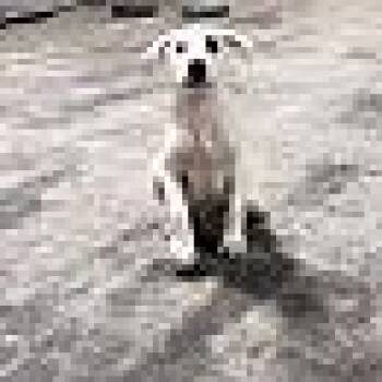 mercury -  Black Mouth Cur Dog for Adoption in Jacksonville, Texas - Mercury | PetCurious