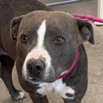 Mixed Breed Dogs Available for Adoption in Las Cruces, New Mexico - 107245 | PetCurious