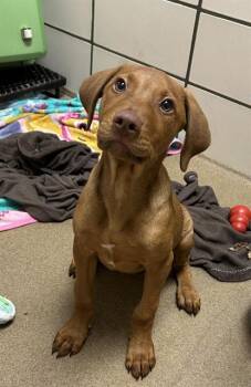 Vizsla Dogs Available for Adoption in Fort Wayne, Indiana - RUSTY | PetCurious