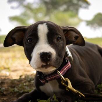 Roxie -  American Staffordshire Terrier Dog for Adoption in Martinez, California - Roxie | PetCurious