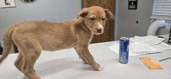 Australian Shepherd Dogs Available for Adoption - Loki | PetCurious