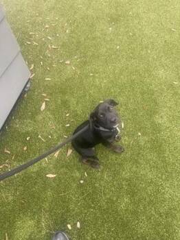 Labrador Retriever and Mixed Breed Dogs Available for Adoption in Gainesville, Florida - Mutumbo | PetCurious