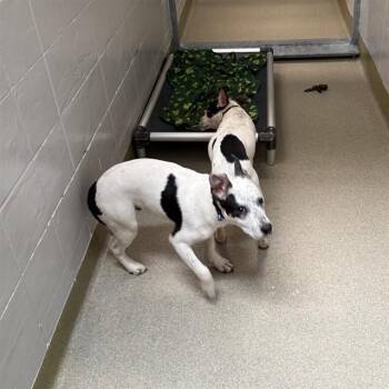 IRWIN -  Australian Cattle Dog Blue Heeler and Mixed Breed Dog Available for Adoption in Omaha, Nebraska - IRWIN | PetCurious