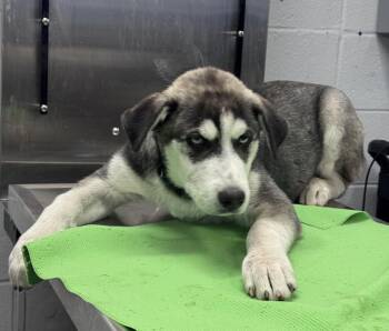 Alaskan Malamute and Mixed Breed Dogs Available for Adoption in Houston, Texas - BALTO | PetCurious