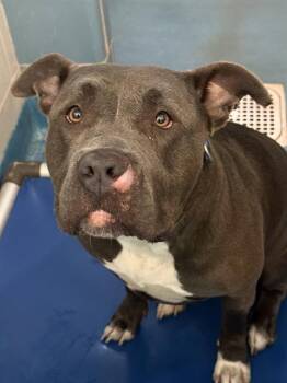 STORMEE -  Mixed Breed Dog for Adoption in Dallas, Texas - STORMEE | PetCurious