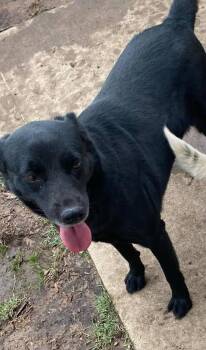 Rescue Black Labrador Retriever Dogs for Adoption in Denison, Texas - Zara | PetCurious