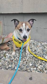 Rescue Jack Russell Terrier and Chihuahua Dogs for Adoption in Los Angeles, California - Cameo #5060 | PetCurious