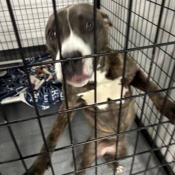 Terrier and Mixed Breed Dogs Available for Adoption in St. Louis, Missouri - Sudie | PetCurious
