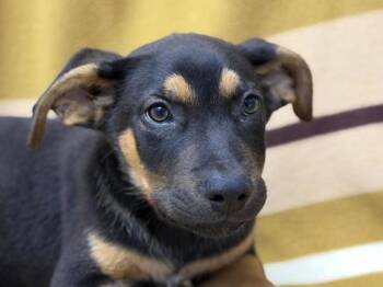 Hatchling -  Shepherd and Mixed Breed Dog for Adoption in Portland, Oregon - Hatchling | PetCurious