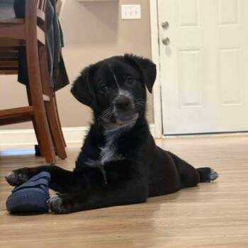 Teddy (PUPPY) -  German Shepherd Dog and Black Labrador Retriever Dog for Adoption in Greeneville, Tennessee - Teddy (PUPPY) | PetCurious