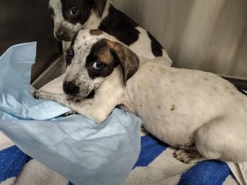 Pit Bull Terrier Dogs Available for Adoption in Ocala, Florida - A382973 | PetCurious