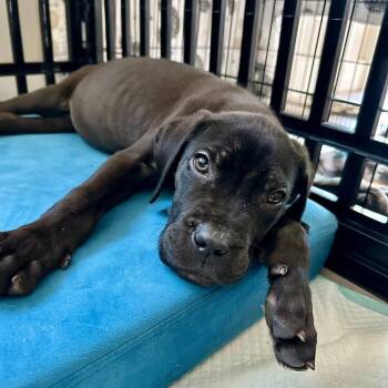Cane Corso and Mixed Breed Dogs Available for Adoption in Savannah, Georgia - Nyx Solace | PetCurious