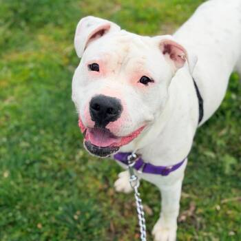 Pit Bull Terrier and Mixed Breed Dogs Available for Adoption in Champaign, Illinois - Bubbles | PetCurious