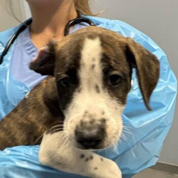 Periwinkle -  Mixed Breed Dog for Adoption in Canal Winchester, Ohio - Periwinkle | PetCurious