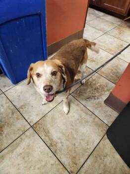 Rescue Mixed Breed Dogs for Adoption in Cincinnati, Ohio - Reginald | PetCurious