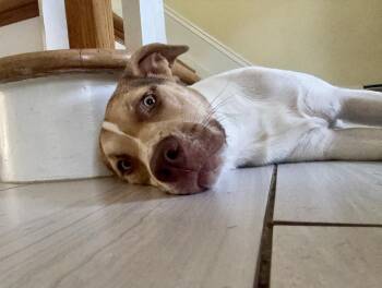 Willa -  Australian Shepherd and Pit Bull Terrier Dog for Adoption in Greenlawn, New York - Willa | PetCurious