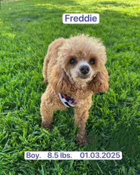 Miniature Poodle Dogs Available for Adoption in Houston, Texas - Freddie | PetCurious