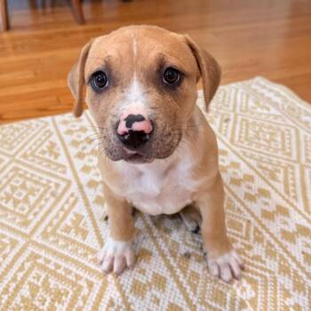 Hopper KCAC -  American Staffordshire Terrier and Boxer Dog Available for Adoption in Kerrville, Texas - Hopper KCAC | PetCurious