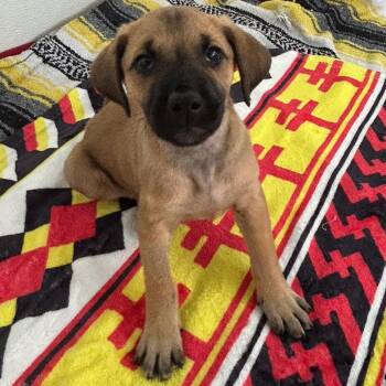 Poodle and Golden Retriever Dogs Available for Adoption in Loxahatchee Groves, Florida - Bonnie 7965 | PetCurious