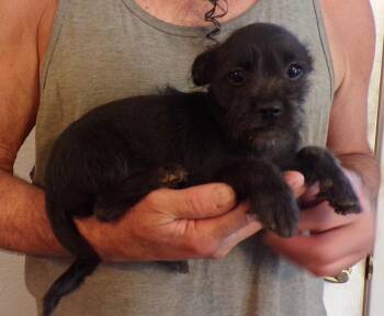 HATTIE -  Schnauzer and Chihuahua Dog for Adoption in Corona, California - HATTIE | PetCurious