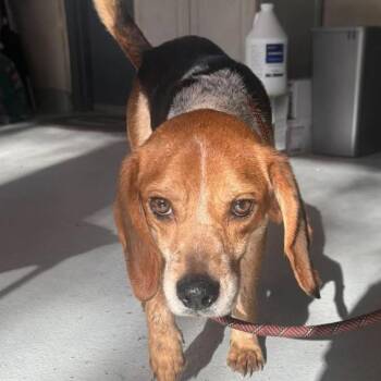 Rufus -  Beagle Dog for Adoption in Washington, District Of Columbia - Rufus | PetCurious
