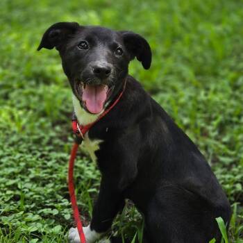 Olive -  Australian Shepherd and German Shepherd Dog Dog for Adoption in Mansfield, Texas - Olive | PetCurious