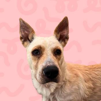 Java -  Labrador Retriever and Mixed Breed Dog for Adoption in Reno, Nevada - Java | PetCurious