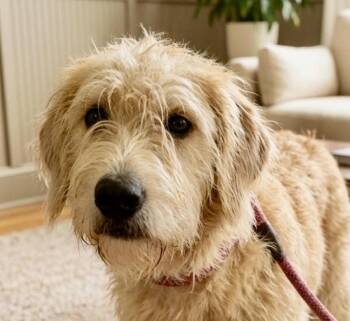 Bronx -  Labradoodle Dog for Adoption in Cumming, Georgia - Bronx | PetCurious