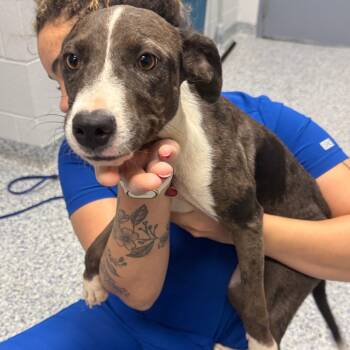 Wren -  Mixed Breed Dog for Adoption in Greenville, South Carolina - Wren | PetCurious