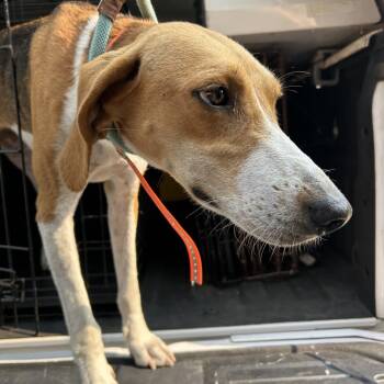 Cinderella -  Hound Dog for Adoption in Charlottesville, Virginia - Cinderella | PetCurious
