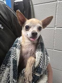 Dusty -  Chihuahua and Mixed Breed Dog for Adoption in Missoula, Montana - Dusty | PetCurious