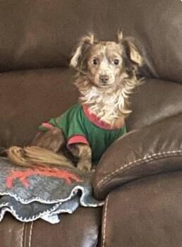 Little Man ~ -  Chihuahua and Papillon Dog for Adoption in Columbia, Tennessee - Little Man ~ | PetCurious