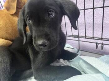 61396525 -  Labrador Retriever and Mixed Breed Dog for Adoption in El Paso, Texas - 61396525 | PetCurious