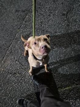 Pit Bull Terrier Dogs Available for Adoption in Lawrenceville, Georgia - Pen 102 Bingo | PetCurious