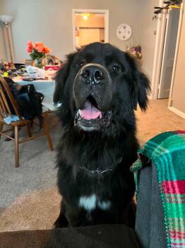 Bear -  Newfoundland Dog and German Shepherd Dog Dog Available for Adoption in Duluth, Minnesota - Bear | PetCurious