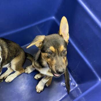 Bear -  Mixed Breed Dog for Adoption in Ardmore, Oklahoma - Bear | PetCurious