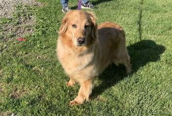 Golden Retriever Dogs Available for Adoption in Saint Clairsville, Ohio - Mary Lou | PetCurious