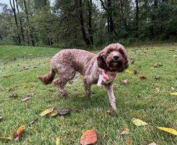 Sadie -  Cavalier King Charles Spaniel and Poodle Dog for Adoption in East Greenville, Pennsylvania - Sadie | PetCurious