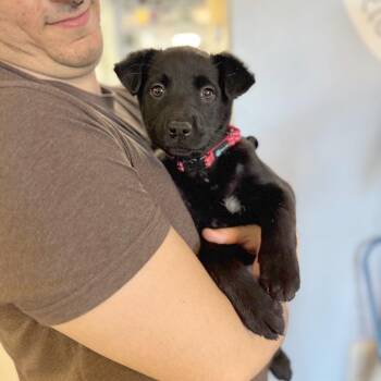 Mixed Breed Dogs Available for Adoption - Bar Fontaine | PetCurious