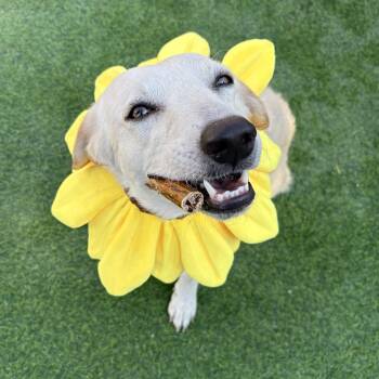 Golden Retriever and Great Pyrenees Dogs Available for Adoption in Houston, Texas - Heaven Sparkler | PetCurious